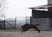 Превью фото № 223424