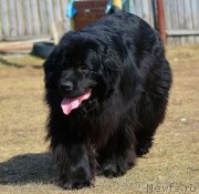 Превью фото № 223461