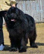 Превью фото № 223464