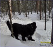 Превью фото № 223494