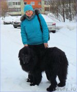 Превью фото № 223506