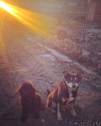 Превью фото № 223525