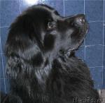 Превью фото № 22355