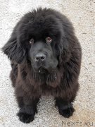 Превью фото № 223632