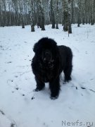 Превью фото № 223676