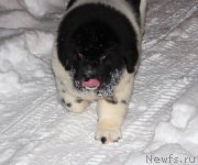 Превью фото № 223680