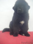 Превью фото № 223690