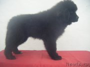 Превью фото № 223691