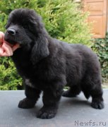 Превью фото № 223716