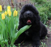 Превью фото № 223721