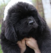 Превью фото № 223722