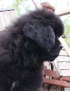 Превью фото № 223725