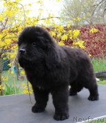 Превью фото № 223728