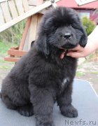 Превью фото № 223730