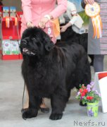 Превью фото № 223778