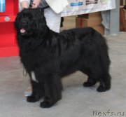 Превью фото № 223779