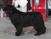 Превью фото № 223780