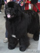 Превью фото № 223783