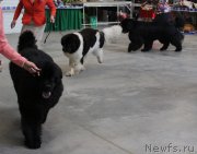 Превью фото № 223787