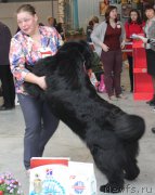 Превью фото № 223792