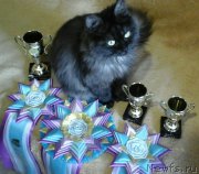 Превью фото № 223871