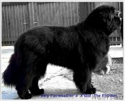 Превью фото № 223874