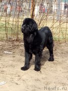 Превью фото № 223877