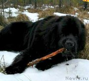 Превью фото № 223887