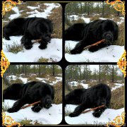 Превью фото № 223890