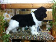 Превью фото № 223898