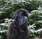 Превью фото № 223925