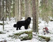 Превью фото № 223927