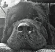 Превью фото № 223930