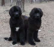 Превью фото № 223939