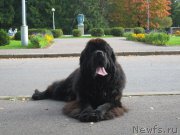 Превью фото № 223973