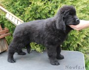 Превью фото № 223978