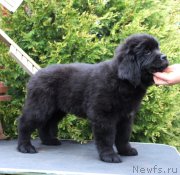 Превью фото № 223983