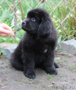 Превью фото № 223989