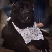 Превью фото № 223998