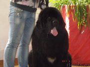 Превью фото № 224031