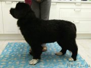 Превью фото № 224032