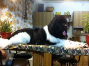 Превью фото № 224034