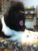 Превью фото № 224035