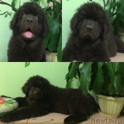 Превью фото № 224045