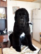 Превью фото № 224085