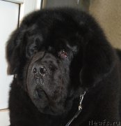 Превью фото № 224113