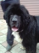 Превью фото № 224114