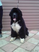 Превью фото № 224116