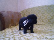 Превью фото № 224149