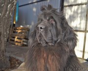 Превью фото № 224164